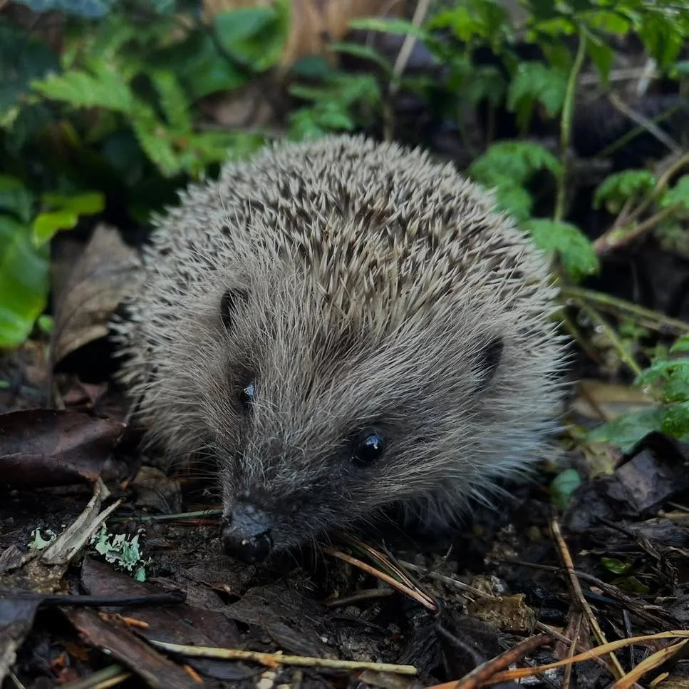 🦔 Hedgehog Reminder 🦔

Please do not pick up hedgehogs at night &mdash; regardless of size &mdash; unless they are clearly injured or sick. Night-time is their normal foraging period, and handling causes significant stress. Curling into a ball is a