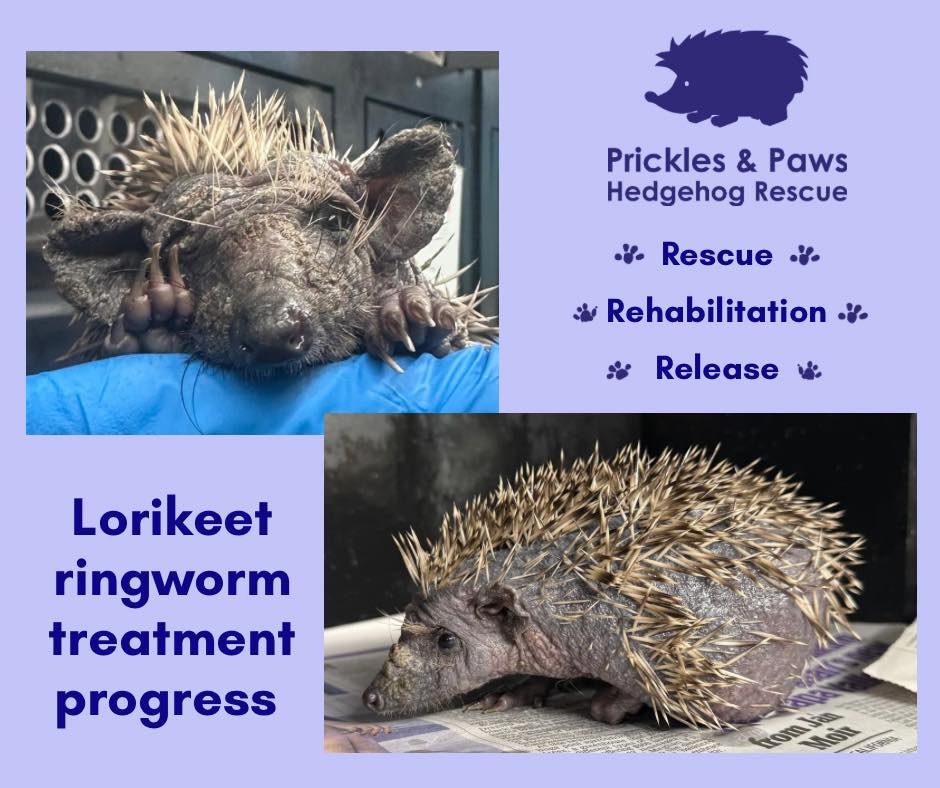 🦔 Lorikeet Update! 🦔

Great news &mdash; our little Lorikeet is now much more comfortable and responding really well to her ringworm treatment. Her skin is in far better condition, and although she hasn&rsquo;t started regrowing her prickles or fur