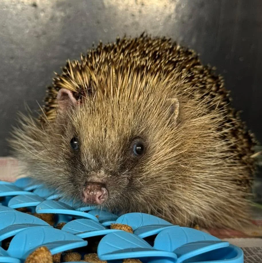 Big day on Thursday for Bob with a trip to our amazing vets for assessment and surgery.

After swabs and lab cultures, he&rsquo;s been on an extended course of antibiotics to tackle the infection. On Thursday his wound was reassessed and then debride