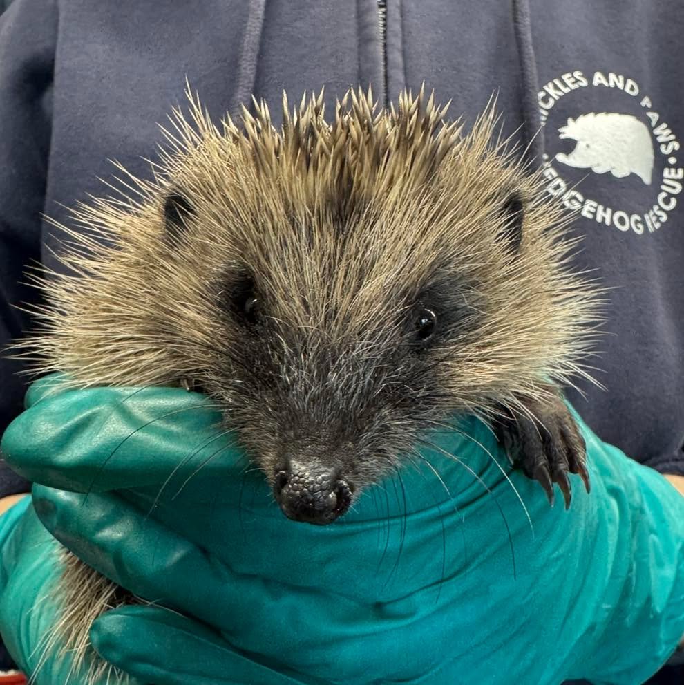 Still a busy time here at the rescue with lots of new admissions! A quick reminder for hedgehogs active with no injuries or obvious illness: out in the day, I&rsquo;m not OK; out at night I&rsquo;m. 

This is Echidna. He&rsquo;s just finished treatme