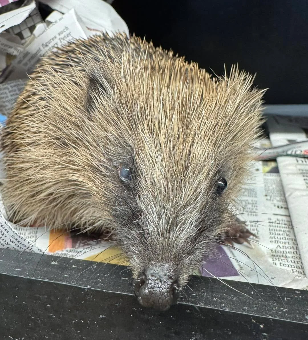 Introducing Puffin 💚🦔

Found out in the daytime, she came in very weak with an obvious eye issue. Our vet gave her a quick assessment on Saturday and started treatment right away.
She&rsquo;ll be seen again in the next couple of days, once she&rsqu