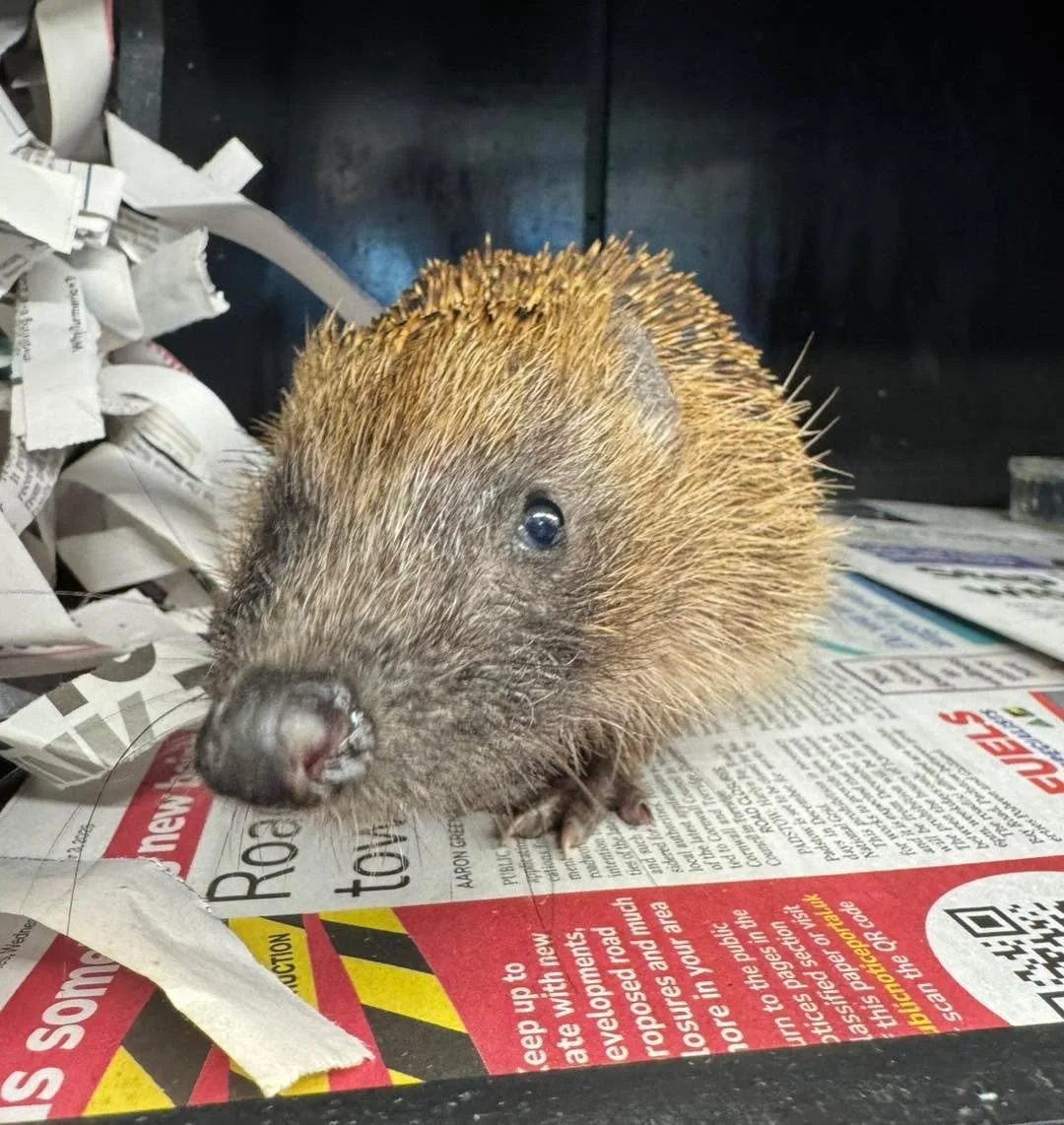 Urchin&rsquo;s story ✨ 🦔🐾

Urchin was found 
stumbling in circles in a road, with lots of broken prickles suggesting trauma. She was weak and in very poor condition. 

After just one week in care, her progress has been incredible. She is responding