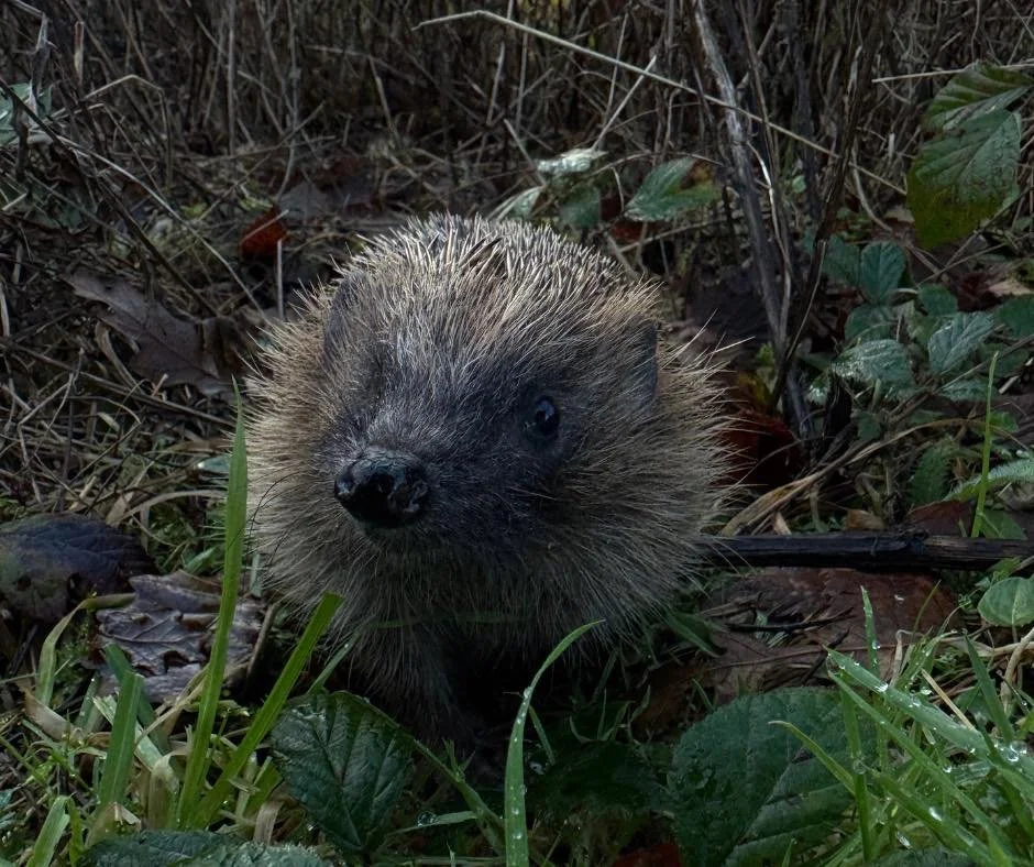 🦔🌿 Release update 🌿🦔

Urchin the hedgehog was released back into the wild last week at RAF St Mawgan, one of our trusted release sites. She went out with a cosy nest box and supportive feeding to help her settle in and continue to thrive as she r
