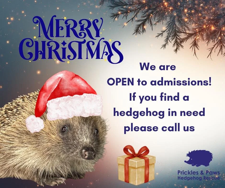 Merry Christmas from Prickles &amp; Paws! 🦔🎄

We hope you have a wonderful festive day!  We are open to new admissions. If you find a hedgehog in need, please call us 📞

We&rsquo;d love to see your hedgehog-themed gifts or festive moments in the c