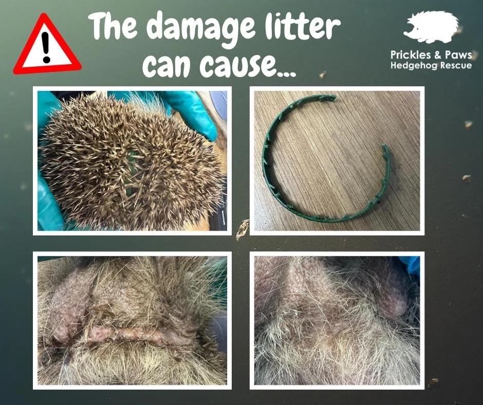 🐾 The hidden danger of litter 🐾

Meet Nuthatch, he is both a very unlucky and lucky hedgehog. He was admitted on 3rd December with a plastic ring tightly wrapped around his chest and front legs. The ring caused painful, infected wounds, and it has 