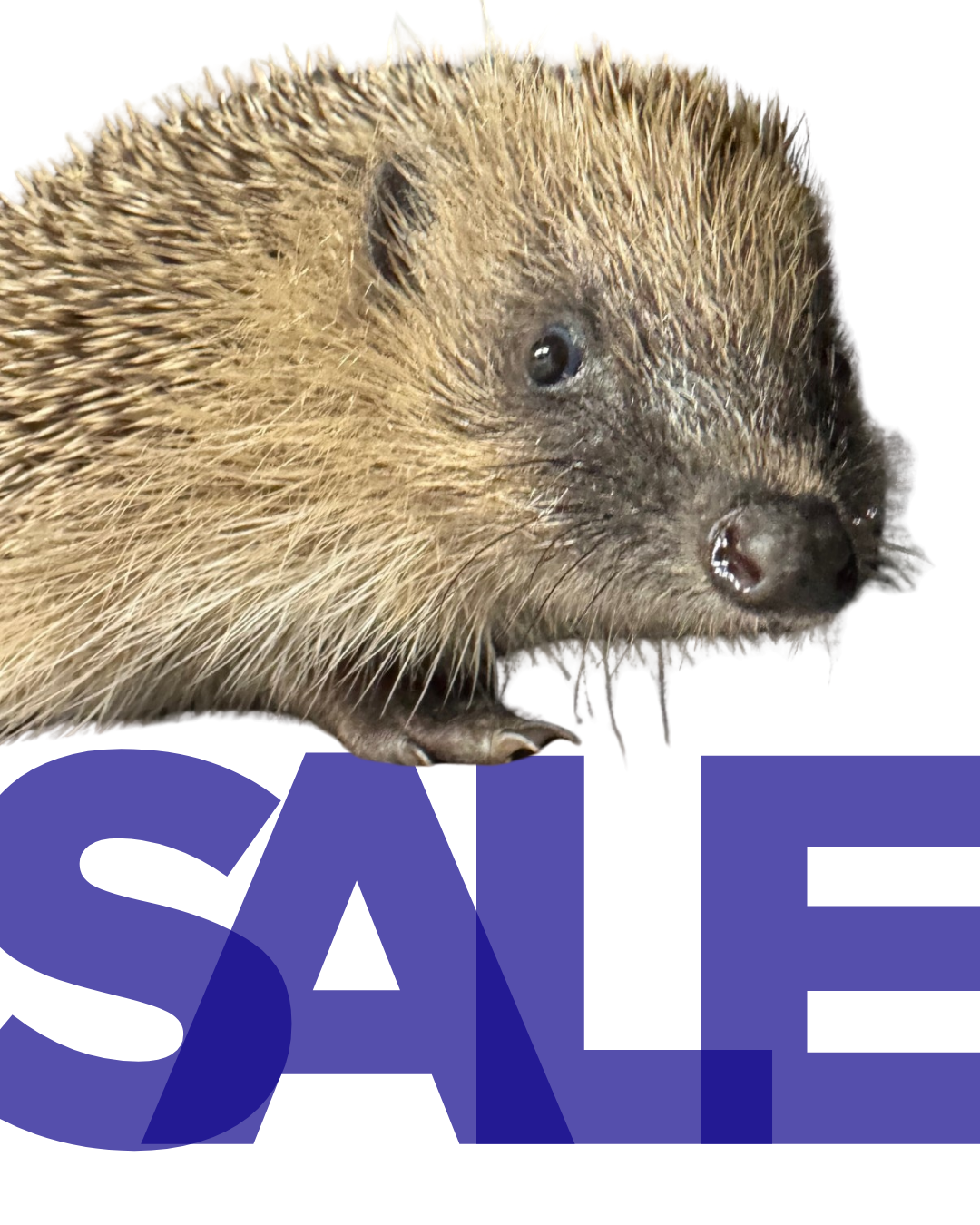 January 2026 newsletter 