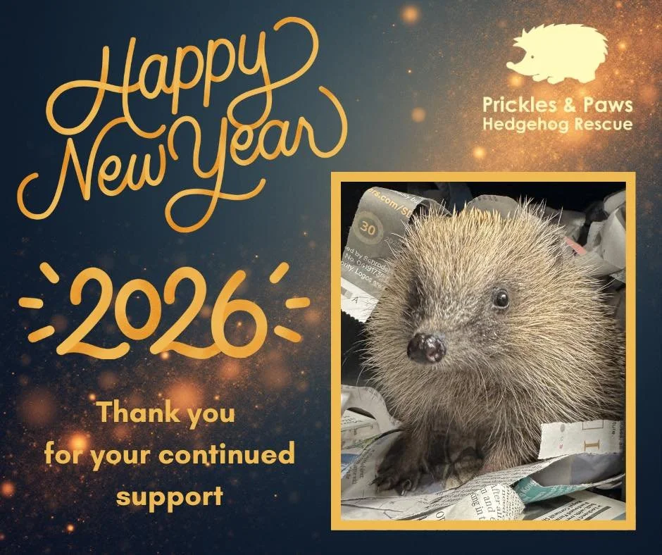 🐾✨ Happy New Year from team P&amp;P! ✨🦔

As we step into a brand-new year, we want to say a huge thank you to everyone who has supported us. Your kindness, donations, shares, and encouragement make everything we do possible 💚

The year ahead will 