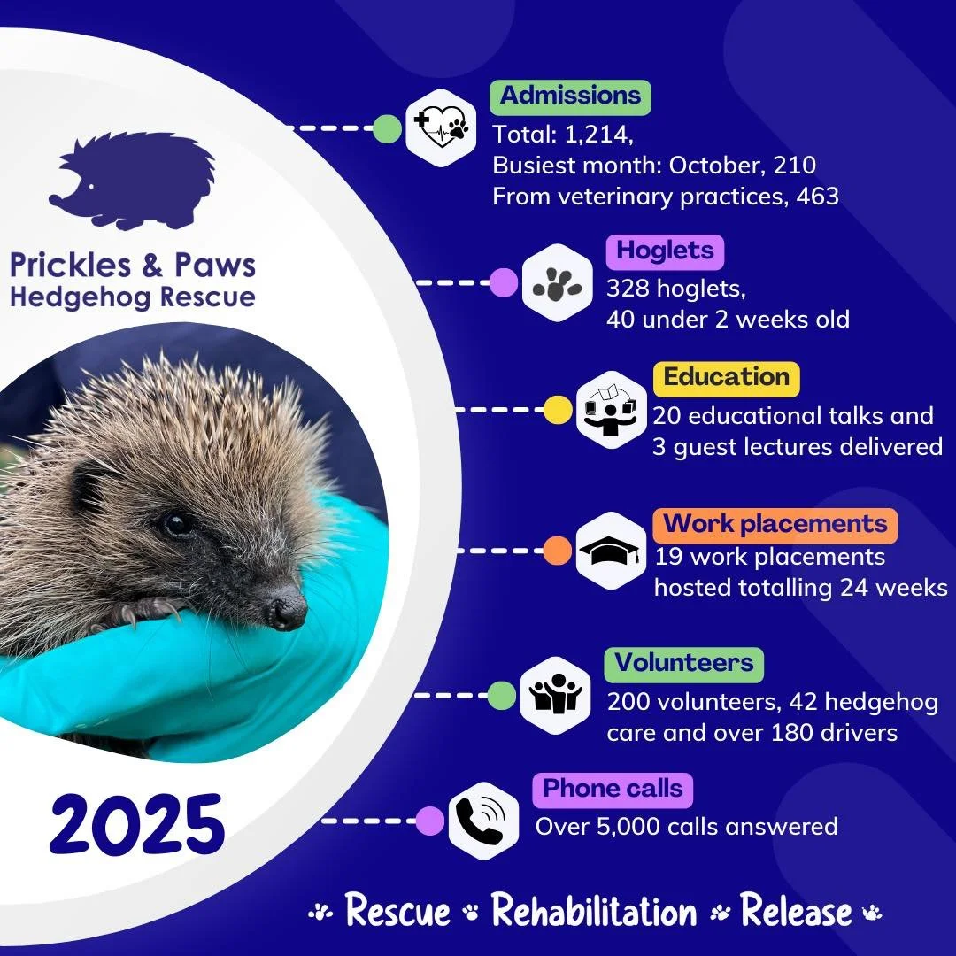 2025 in Numbers 💚🦔🐾

Every number tells a story&mdash;and every story starts with someone who cared enough to call, drive, donate, or share. Thank you for being part of our hedgehog-saving community. Here&rsquo;s to even more prickly success in 20