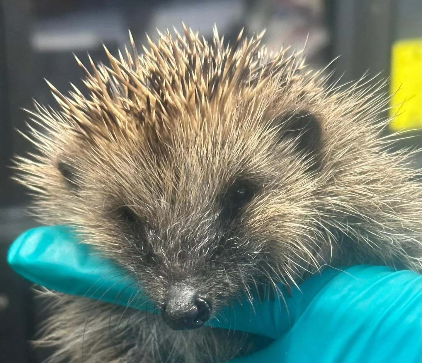 📣 Just a reminder! 📣

We are open EVERY day of the year &mdash; because animals don&rsquo;t take a day off 🦔💚

If you&rsquo;re concerned about a hedgehog, please don&rsquo;t wait. Our phone lines are currently open from 8am&ndash;6pm daily and we