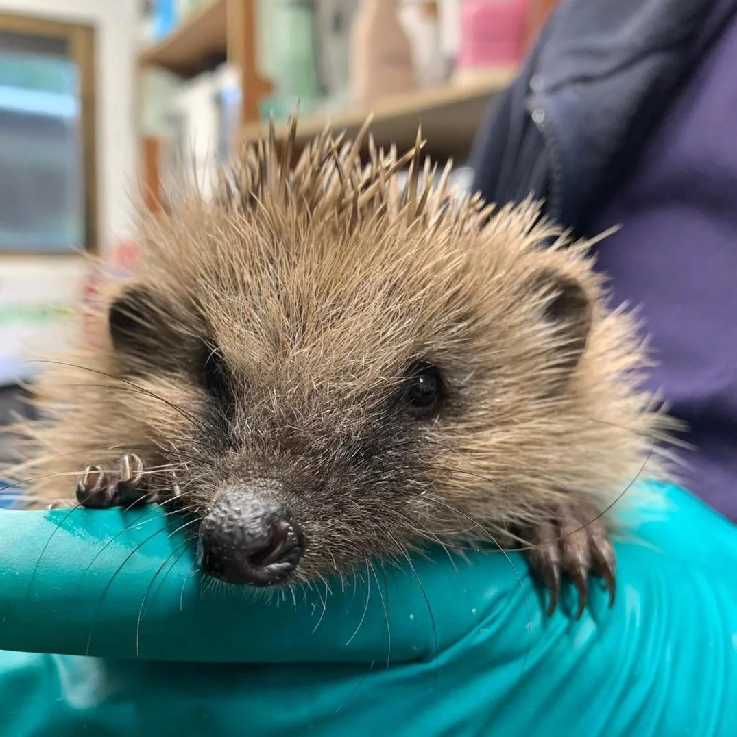 Ash came to us on New Year&rsquo;s Day after being found out during the daytime, weak and underweight. Tests revealed an extremely high internal parasite burden. Thankfully, with the right care and treatment, Ash is responding brilliantly and making 