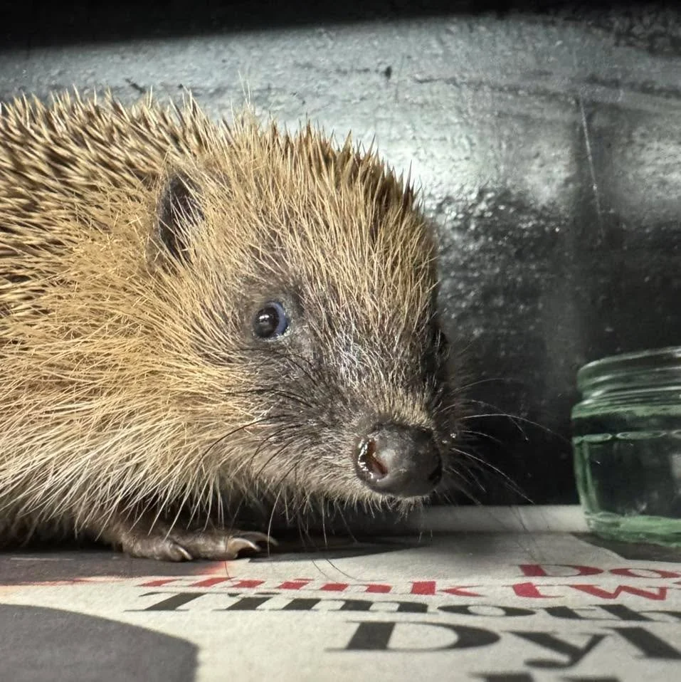 Meet Yucca 💚
He was admitted mid-December with injuries to a front leg and a hind foot. His wounds were slow to heal, but after a clean-up under anaesthetic at the vets and a second course of antibiotics, he&rsquo;s made brilliant progress.

Soon he