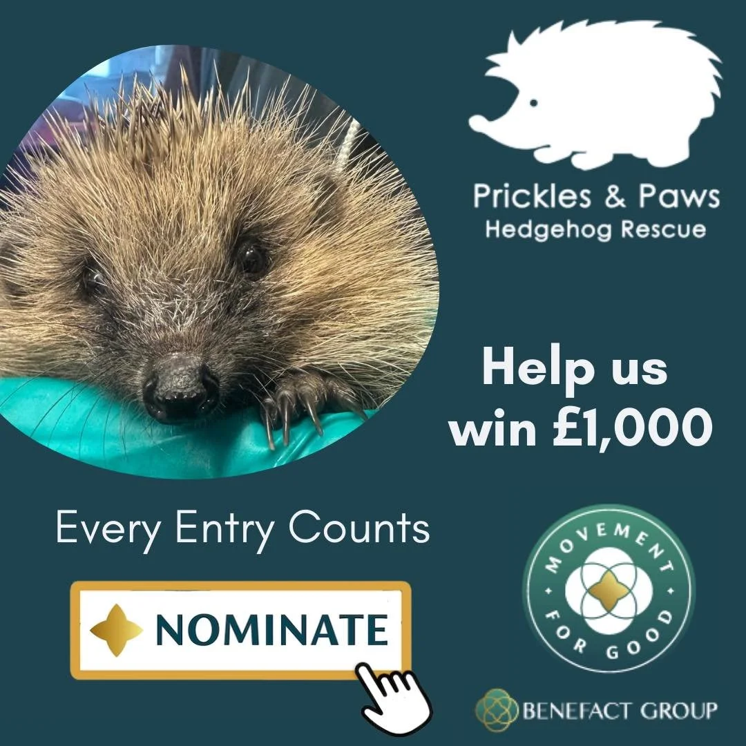 🦔 Help Us Win &pound;1,000! 🐾

Please nominate us in the @benefactgroup  Movement for Good &pound;1,000 draw 💚
It takes less than a minute and could make a huge difference for our hedgehogs!

👉 https://movementforgood.com/draws/1000 (link also in