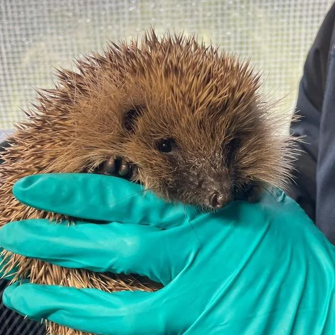 Yellowfin was one of our recent releases 💛🦔🐾

Thankfully, we&rsquo;ve had several good weather windows recently, allowing many of our hedgehogs to return safely to the wild 🌿

All are released back to the area they were found, with a nest box and