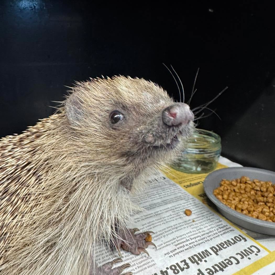 Jasmine is quite the character! 🌸
She&rsquo;s responding really well to treatment for an abscess and ringworm &mdash; and keeping us all entertained along the way with her larger-than-life personality 💚

Jasmine is one of 46 admissions so far this 