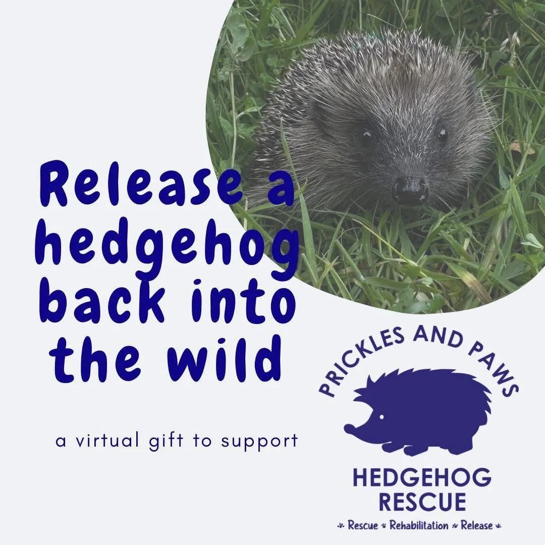 💝Need a last-minute Valentine&rsquo;s gift? 💝 

Make it count with a meaningful virtual gift that help hedgehogs in need. No shipping. No stress. Just love 💚🦔🐾

✨ Delivered straight to your inbox &mdash; perfect for a thoughtful, instant surpris