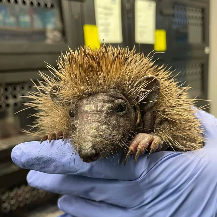 🐾Meet Brie, our 62nd admission of 2026 🐾

Brie was admitted to earlier this week after being found out during the daytime in Gunnislake.

She is suffering from ringworm - a fungal skin infection, and routine testing also identified internal parasit