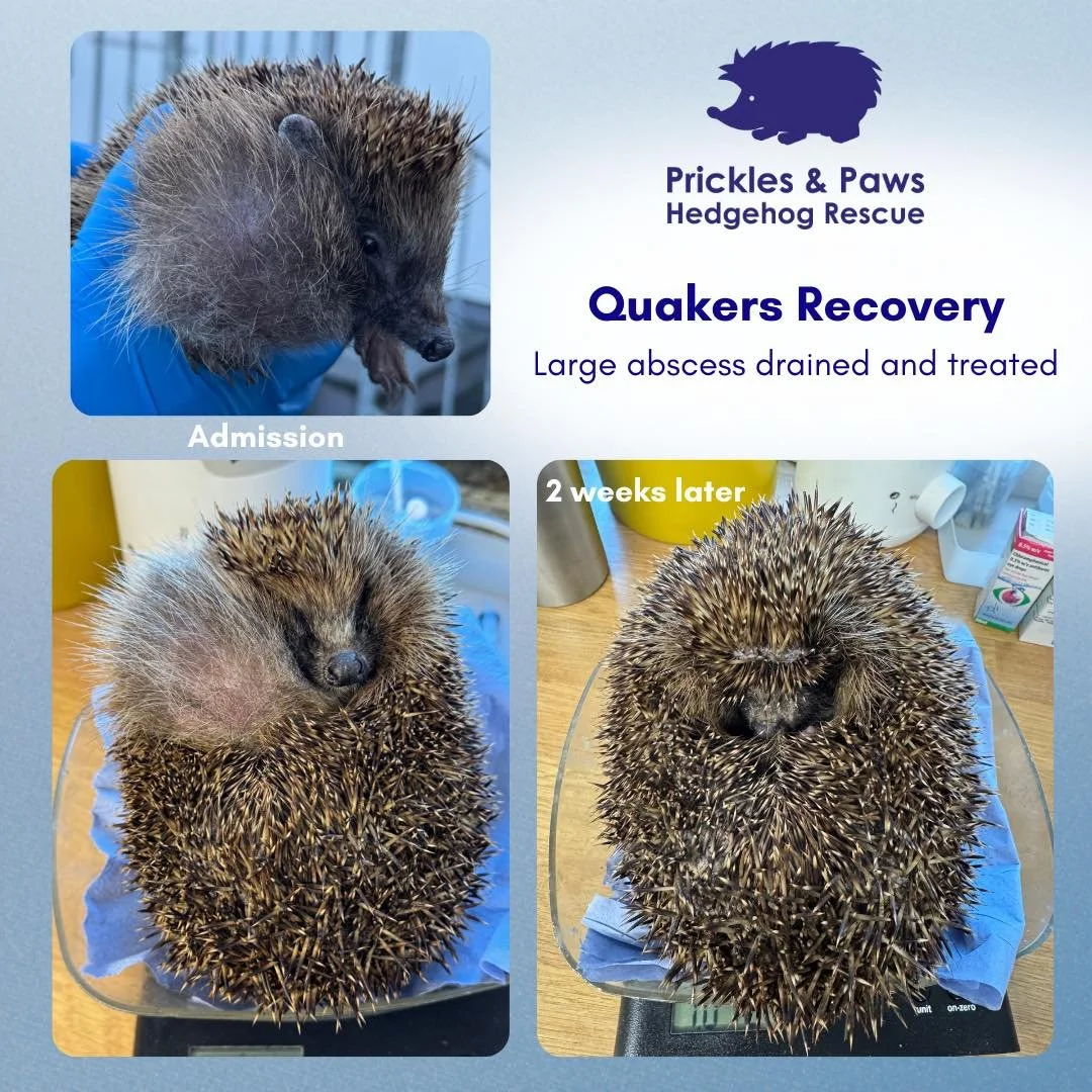 ✨ Meet Quaker ✨

Quaker has now been with us for 3 weeks and has made incredible progress.

When he arrived at at the rescue he had a huge abscess under his chin/neck along with a wound on the top of his head, which we suspect were bite wounds. The a