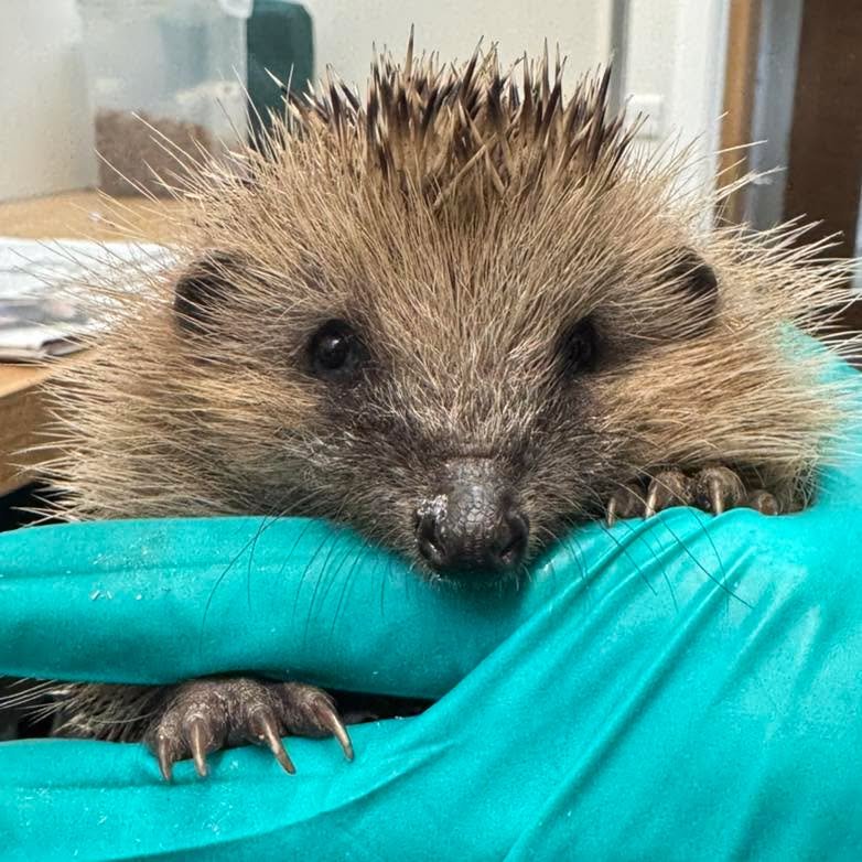 🦔✨ Our very first admission at the new Hogspital has arrived!

Meet Davidstow &mdash; a dog attack who very luckily escaped without injury. Many of you guessed it - he was admitted on moving day just after we&rsquo;d managed to get the hutch systems