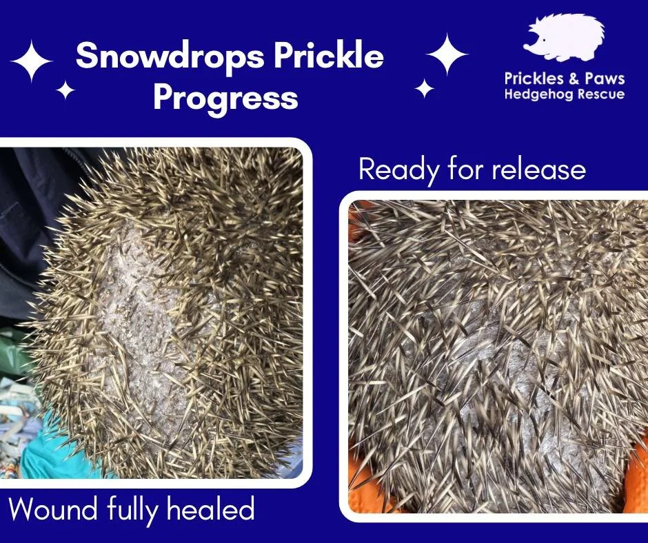 🌿🦔 A Happy Ending for Snowdrop! 🦔🌿

We&rsquo;re thrilled to share that Snowdrop has now been successfully released back into the wild where she belongs! 💚

Snowdrop was one of our first strimmer injury cases of the year. She came to us via plymo