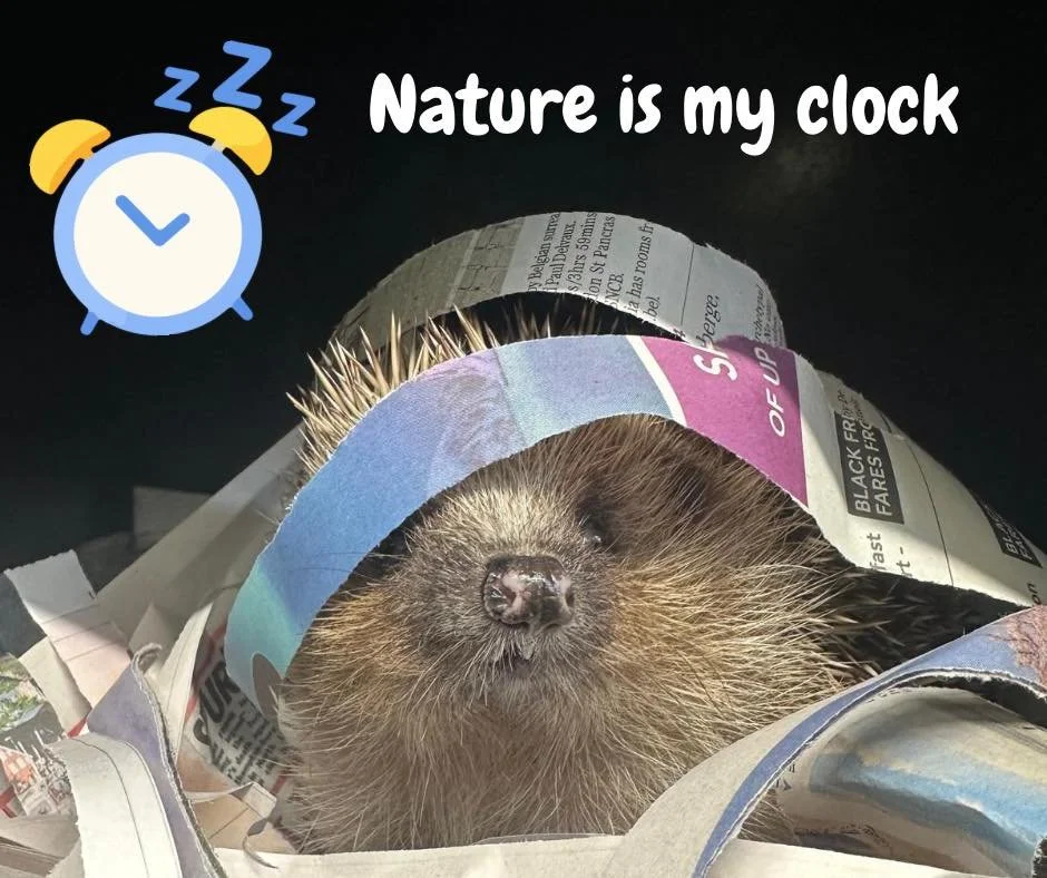 Welcome, summertime ☀️ 

As the days get longer, it&rsquo;s important to remember that hedgehogs don&rsquo;t go by the clock&mdash;they rely on light to tell them when it&rsquo;s safe to come out 🦔🐾

Seeing a hedgehog out in the daytime is usually 