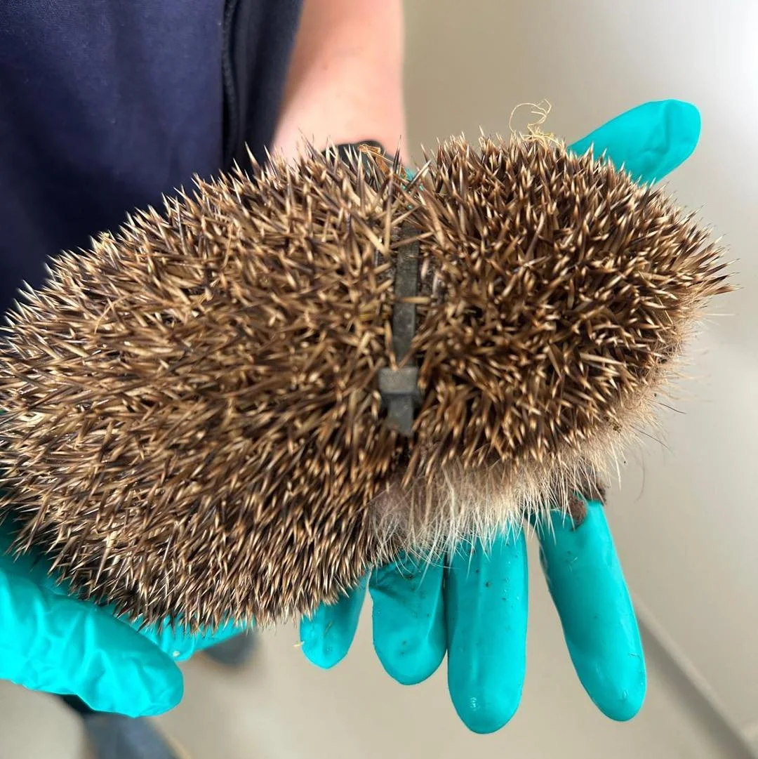 ⚠️ Protect Wildlife - Pick Up Litter ⚠️

Munster was found with a plastic cable tie tight around his neck and front leg. He likely became entangled when smaller and as he grew, it cut deeper into his skin&mdash;causing pain, injury, and putting his l