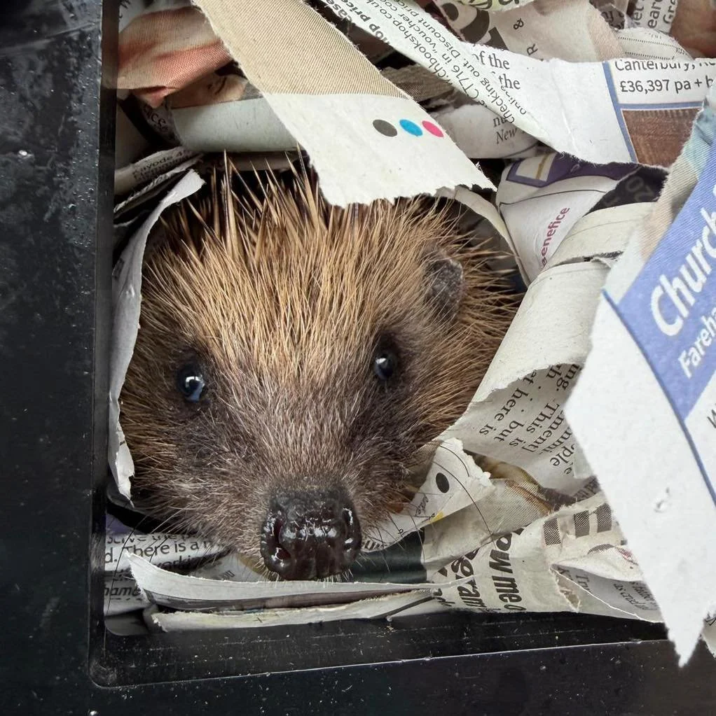 117 Admissions and Counting! 🦔🐾

With the lovely weather, we&rsquo;ve had lots of releases recently, bringing our hedgehog numbers onsite down to 25. But we&rsquo;re seeing a steady stream of new admissions every day.

The majority of new arrivals 
