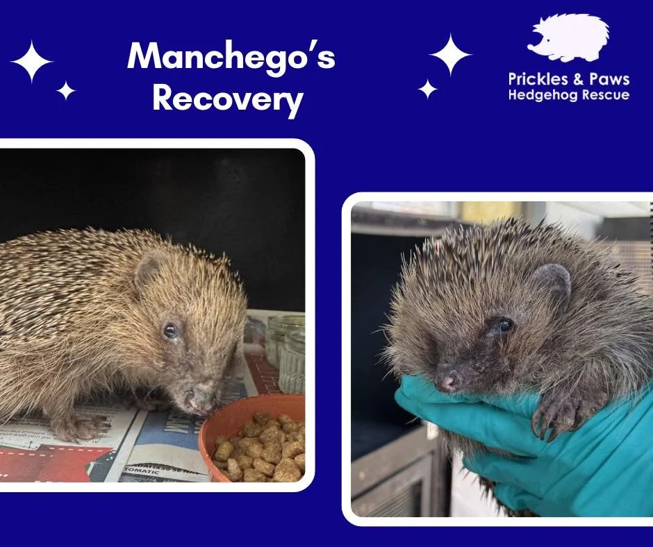 🐾Back to the wild 🐾
Our 85th admission of the year, Manchego spent 26 days in our care after arriving with a large abscess and infected chest wound.

Despite it all, he was incredibly tolerant allowing us to clean and treated his wounds. After a co