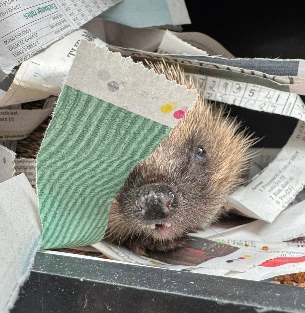 Kingston came into our care from Luxulyan after being found out during the daytime. He has likely suffered some form of head trauma and was showing a head tilt, but the good news is he&rsquo;s responding well to treatment and has a brilliant appetite