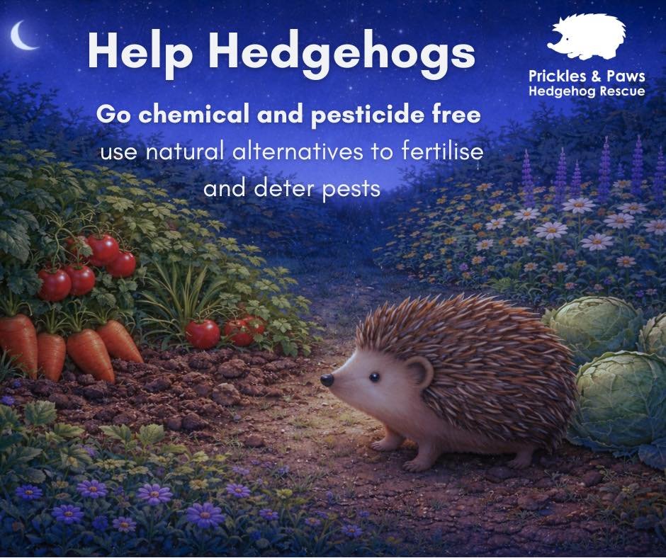 Go pesticide-free for hedgehogs 🦔🐾

Using pesticides in your garden or veg patch might seem like a quick fix&mdash;but it can have serious consequences for the wildlife we share our spaces with.

🐛 Hedgehogs rely on insects like beetles, caterpill