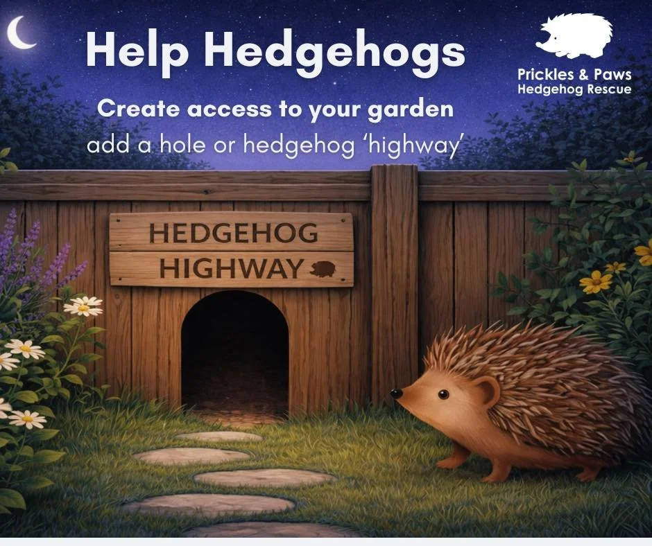 🦔 Help Hedgehogs Roam Free! 🌿

Did you know hedgehogs can travel up to a mile each night in search of food, water, and shelter? But fences and walls can make that journey almost impossible. That&rsquo;s where hedgehog highways come in!

By creating