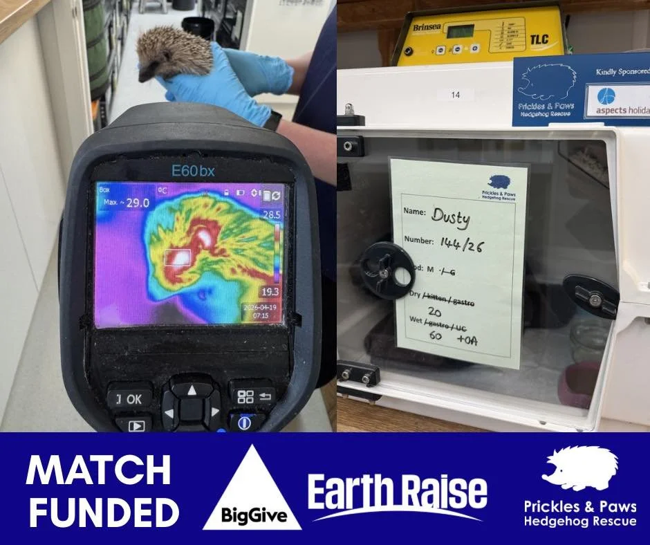 🚨URGENT: Help us save hedgehog lives &mdash; donations DOUBLED this week!🚨

We need to raise &pound;4,200 to replace our vital thermal imaging camera &mdash; and right now, every donation is DOUBLED thanks to Big Give match funding (for 7 days only