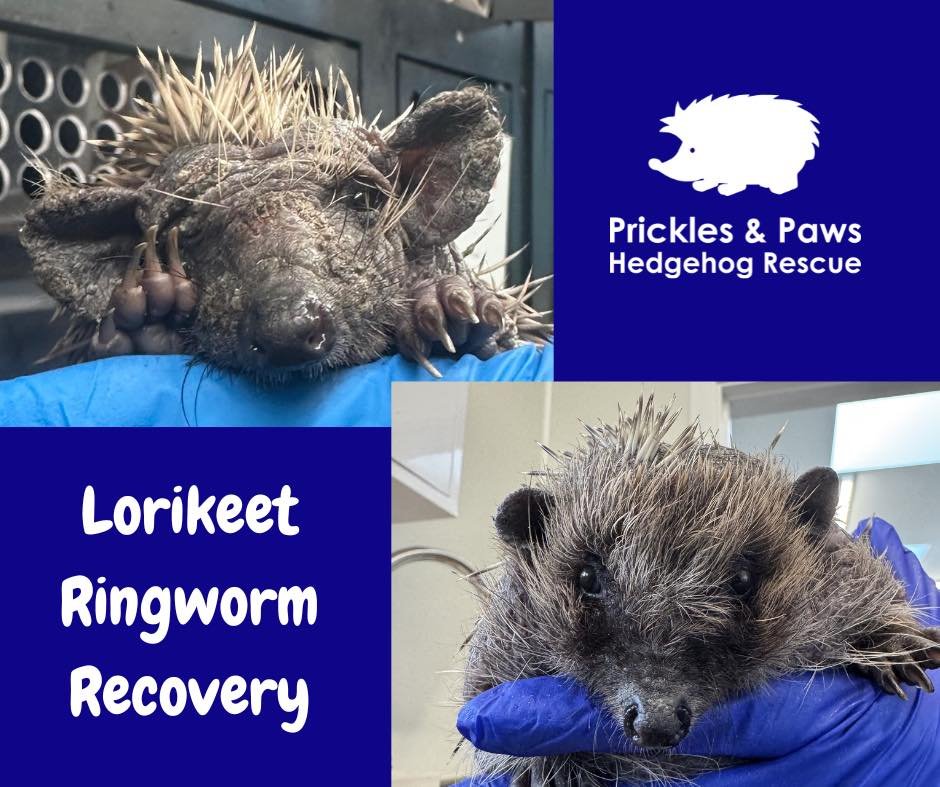 Lorikeet was admitted in a very poor condition, suffering from severe skin mites and ringworm. Her skin was dry, cracked, and she had lost the majority of her prickles.

With treatment and care, she&rsquo;s made a strong recovery. Her skin has healed