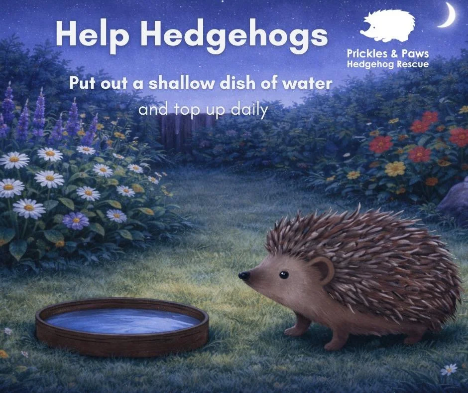 A simple act can make a real difference for local wildlife 🦔

Please put out a shallow dish of fresh water in your garden or outdoor space for hedgehogs and other visiting wildlife. 

Keep it low, heavy enough not to tip, and check it daily to ensur