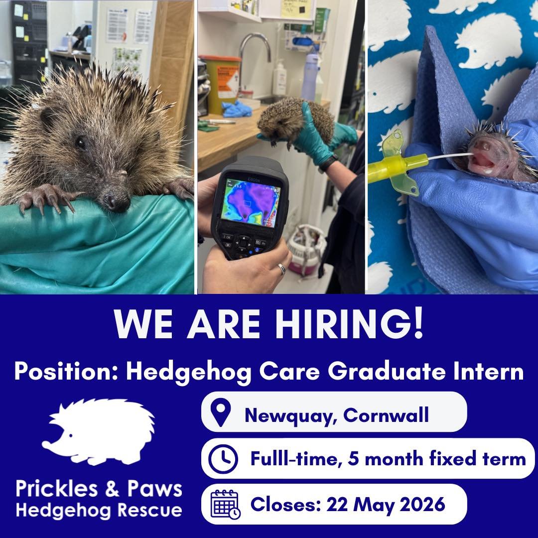 🐾Exciting opportunity: Hedgehog Care Graduate Intern &ndash; 5 Month Contract 🐾

Gain hands-on experience in wildlife rehabilitation at one of the Southwest&rsquo;s busiest hedgehog hospitals.

📍 Near Newquay
📅 Late June / early July start
⏰ Full
