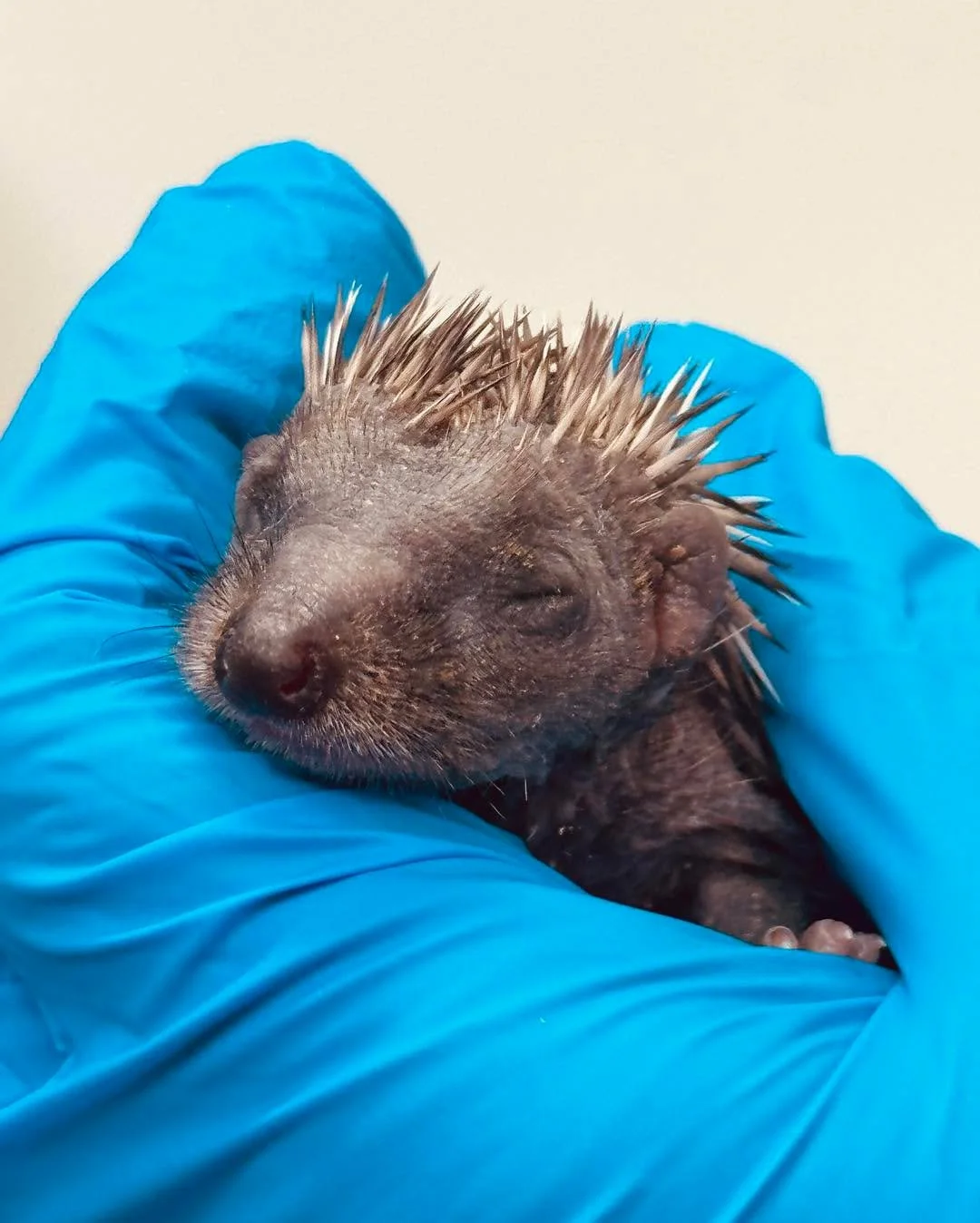🐾 URGENT - help our first hoglets of the year 🐾 

Meet Blue and Belle &ndash; they&rsquo;ve been admitted over a month earlier compared to previous years! This has caught us a little off guard, and we&rsquo;re already running low on essential suppl