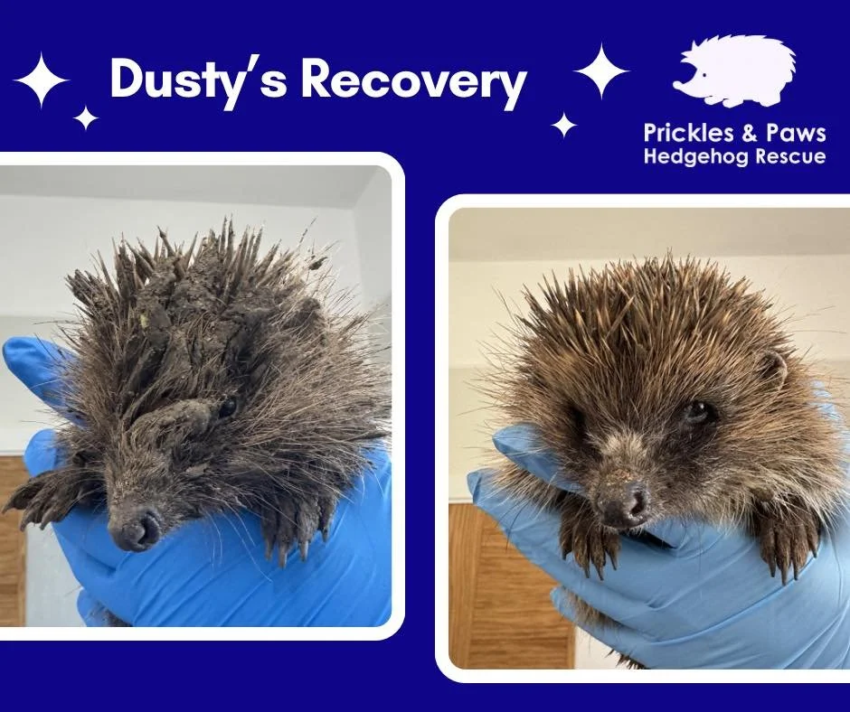 April was a busy month for the rescue, with over 80 hedgehogs admitted into our care. The past week has been especially rewarding, with several successful releases &mdash; including Dusty&rsquo;s 💚

Dusty was found on a building site after becoming 
