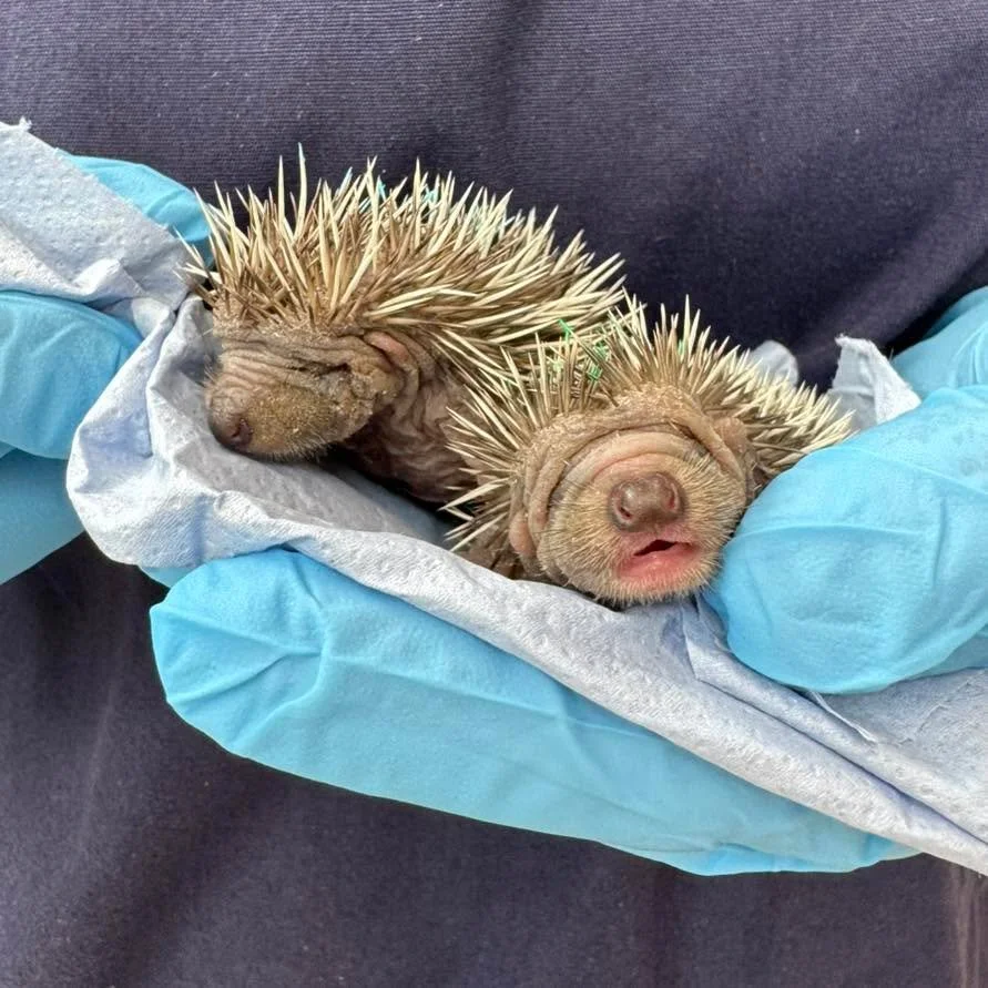 🌱🦔 Spring has sprung&hellip; and so has our 2nd litter of hoglets this year! Meet Beans and Toast 💚

These tiny siblings were found beside their mum, who had sadly passed away. They arrived cold, dehydrated, and in urgent need of care. Beans also 