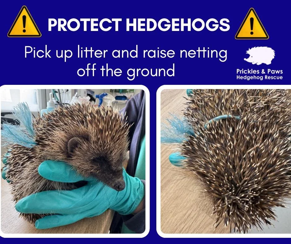 We&rsquo;ve already admitted 25 entanglement and entrapment cases this season &mdash; a worrying number.

Panini was found with twine tightly wrapped around his neck. Thankfully, he has no visible injuries, but he is being closely monitored for any c