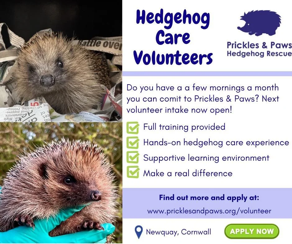 Hedgehog care volunteer applications now open 💚🦔🐾

Love wildlife? Join our friendly team and help hedgehogs recover and return to the wild.

📍 Newquay (TR8 4EA)
🕘 Flexible days (choose your own via online rota, from 9am&ndash;1pm in busy periods