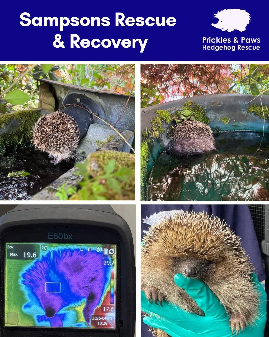 Hedgehogs manage to get themselves into all sorts of bother thanks to us and our human-made landscapes. Sampson here was a slightly more unusual case! 💙🦔🐾

He fell into a pond and, with the steep smooth sides, became trapped. The only way out was 