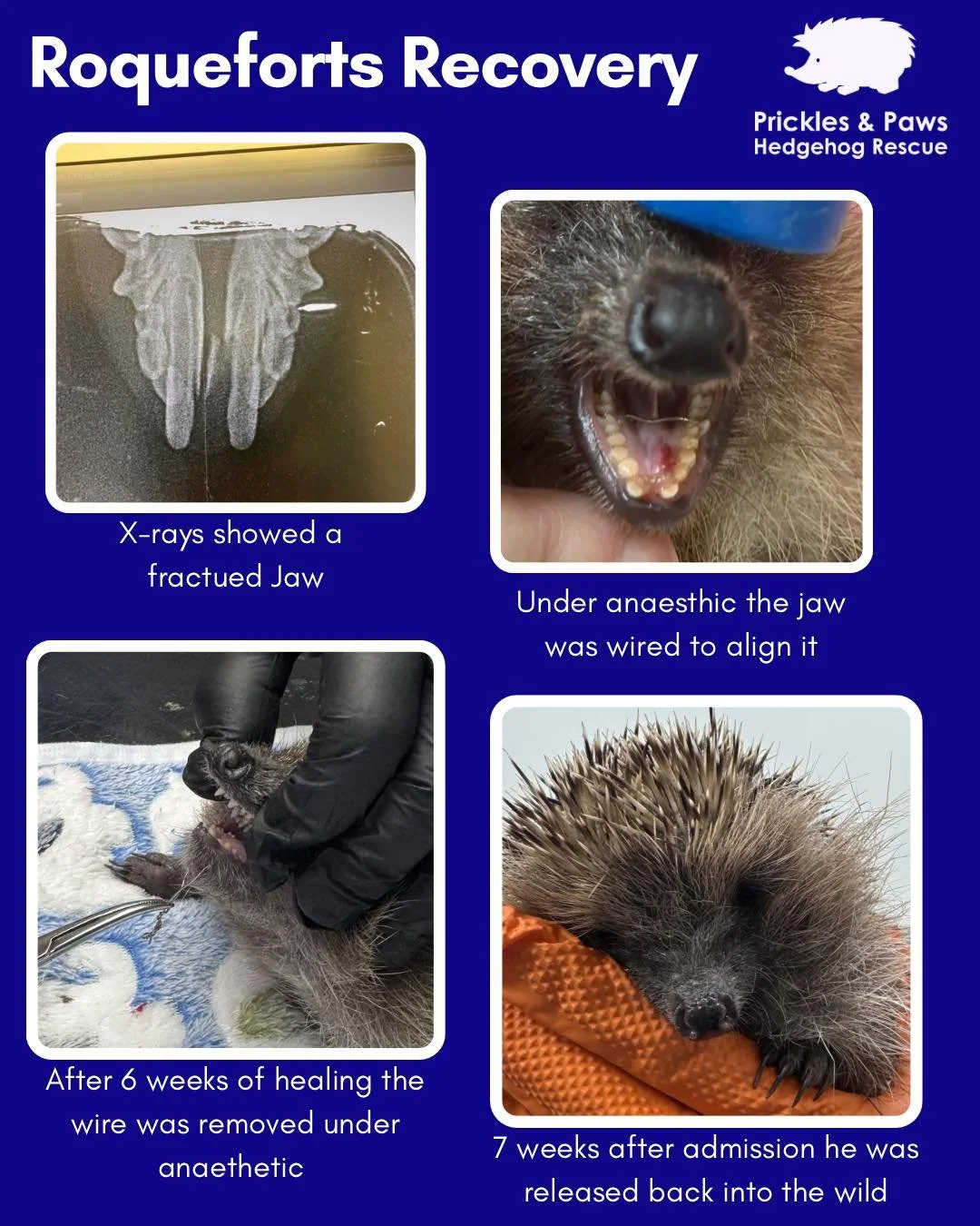 🐾Roqueforts Recovery 🐾

Roquefort was found out during the daytime and after assessment was found to have a fractured jaw. He was weak but resilient. Thanks to the skill of our Vet, his jaw was successfully wired under anaesthetic, as the fracture 