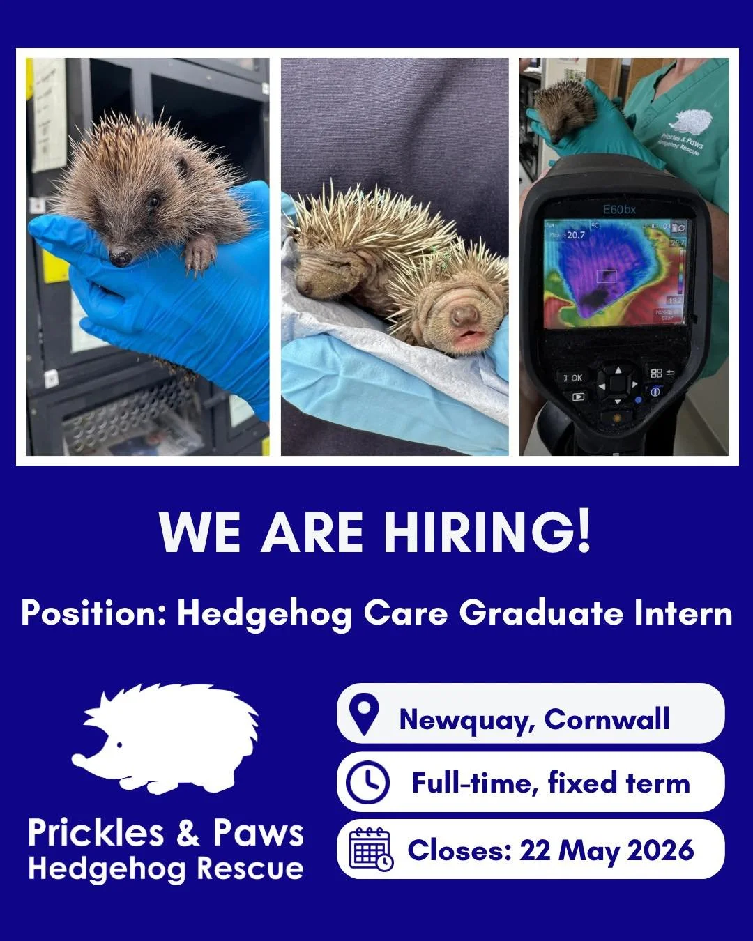 🐾 Final Week to Apply: Hedgehog Care Graduate Intern (5 Month Contract) 🐾

Looking to build hands-on wildlife rehabilitation experience after graduation? This is your chance to work at one of the Southwest&rsquo;s busiest hedgehog hospitals 🦔

📍 