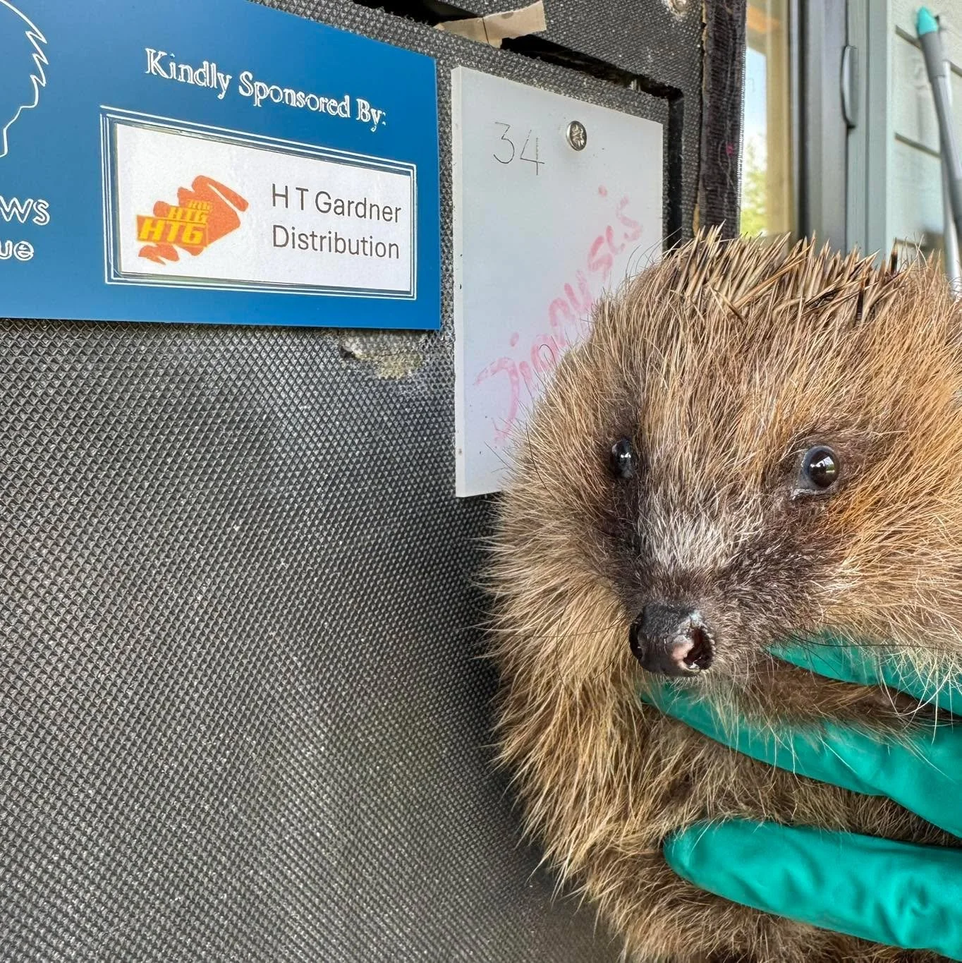🐾 Back to the wild 🐾

Dionysus arrived in our care in a very poor state, suffering from severe ear infections and skin mites. With treatment she has made a fantastic recovery and we&rsquo;re delighted to say she has now been released back into the 