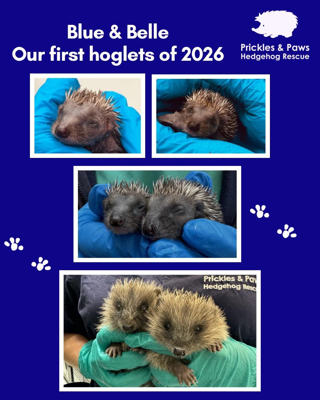 Blue and Belle, our first hoglets of 2026, have grown up so fast! 🦔💚

It&rsquo;s been an early start to hoglet season, with these two tiny arrivals being admitted back in April &mdash; and look at them now!

You can help us continue caring for orph