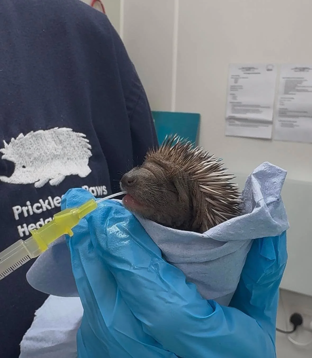 Special delivery this morning&hellip; introducing the planets! 🪐 

Our wonderful volunteer driver Gary collected these four little ones in one of our portable incubators this morning (thank you Gary 💚). They arrived incredibly cold and dehydrated, 