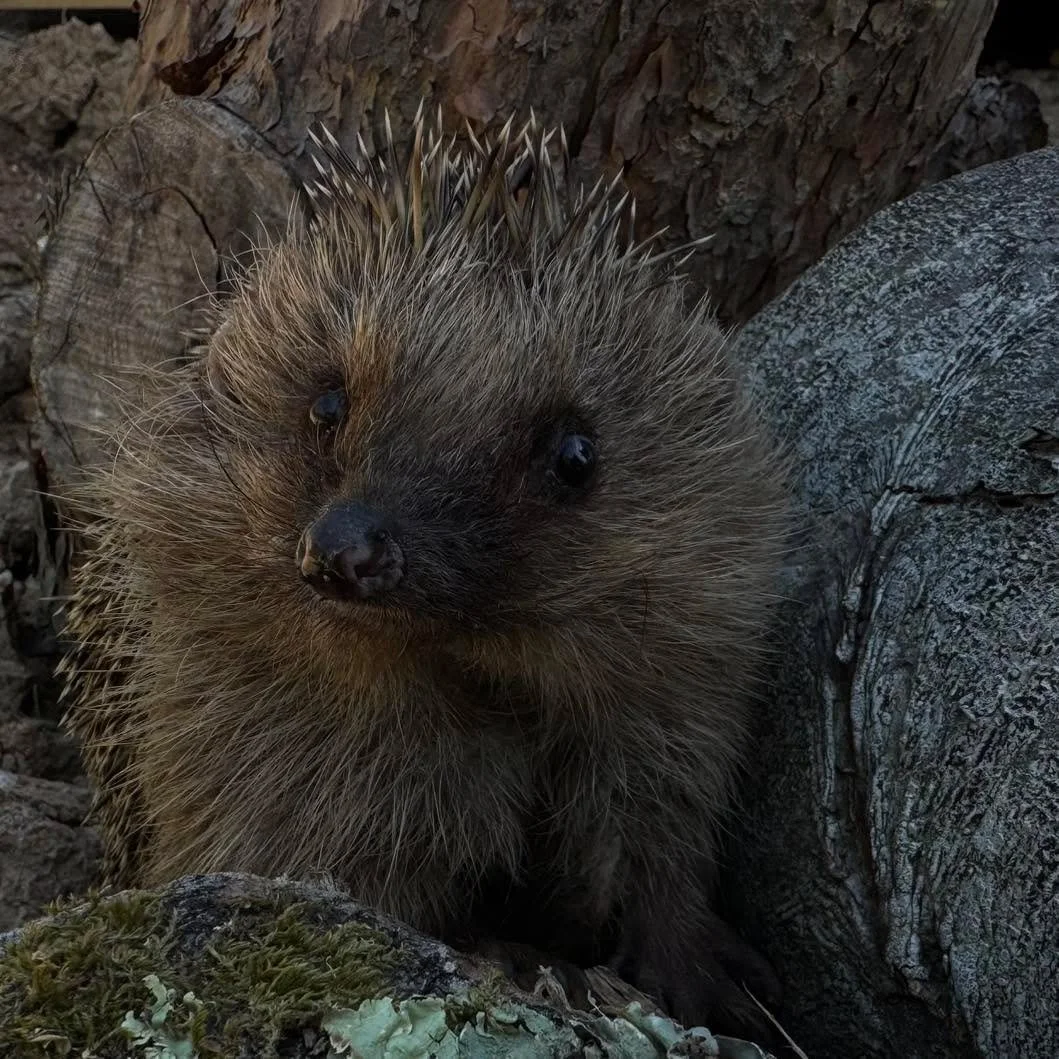 It&rsquo;s been a busy start to June, with 17 releases already! 💚🦔🐾

One of those lucky hedgehogs was the gorgeous Nike, who has now headed back to the wild.

Nike came into our care with hind leg weakness and was initially walking on the outside 