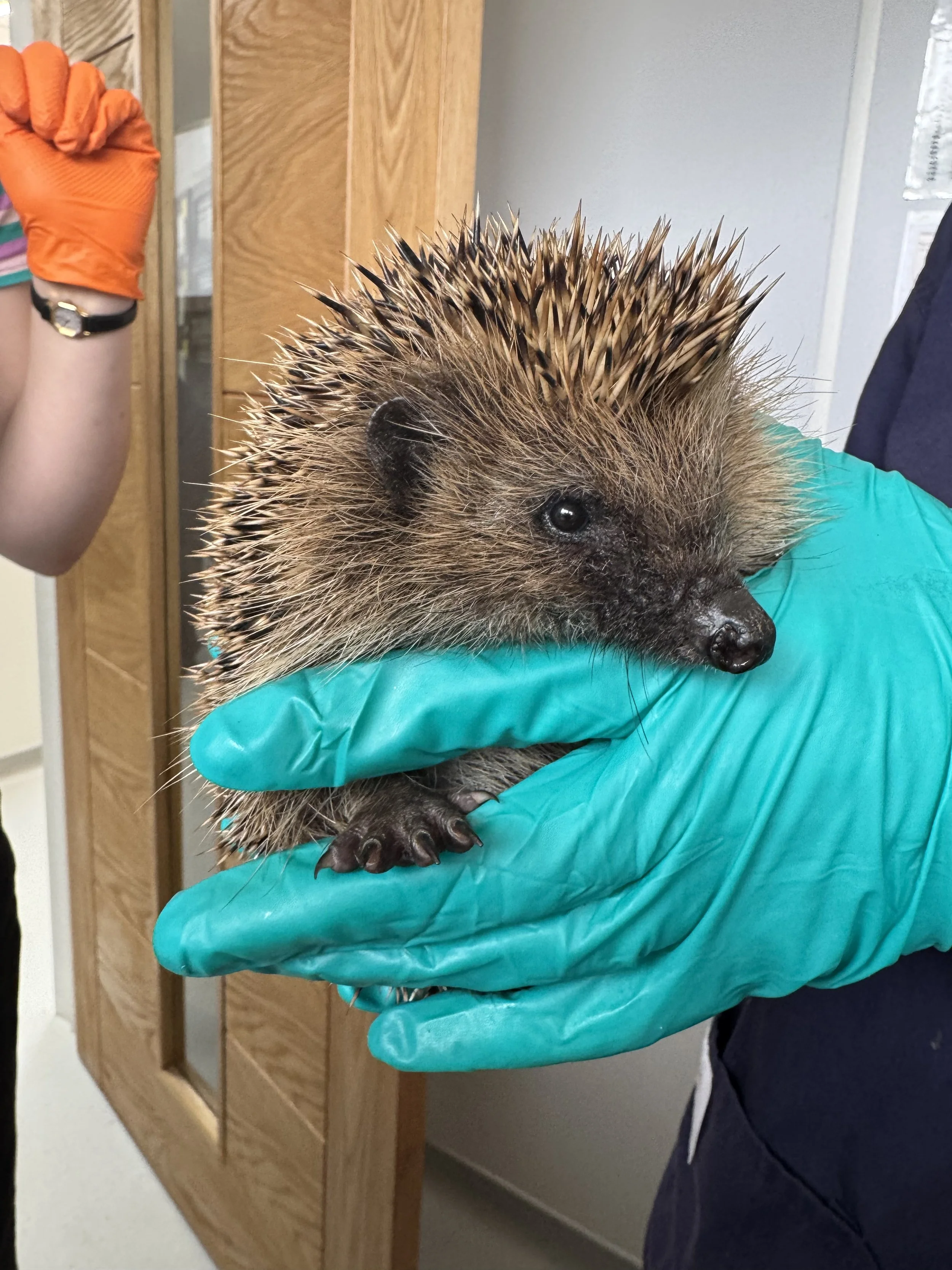Hedgehog admissions to Prickles and Paws - August 2026 (1).jpeg