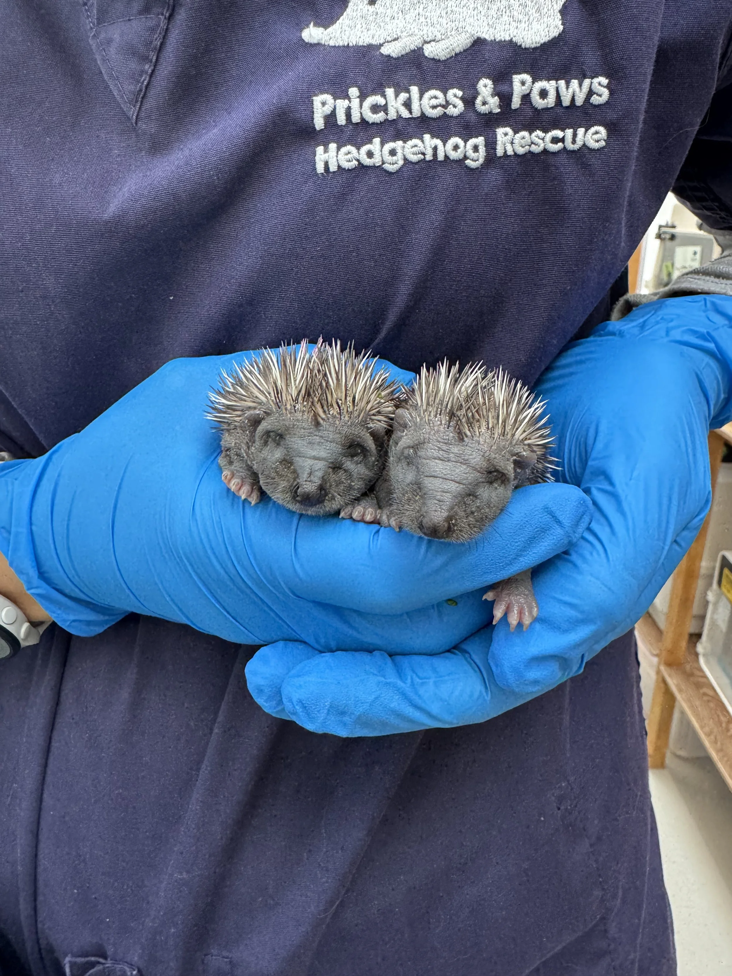 Hedgehog admissions to Prickles and Paws - August 2026 (2).jpeg