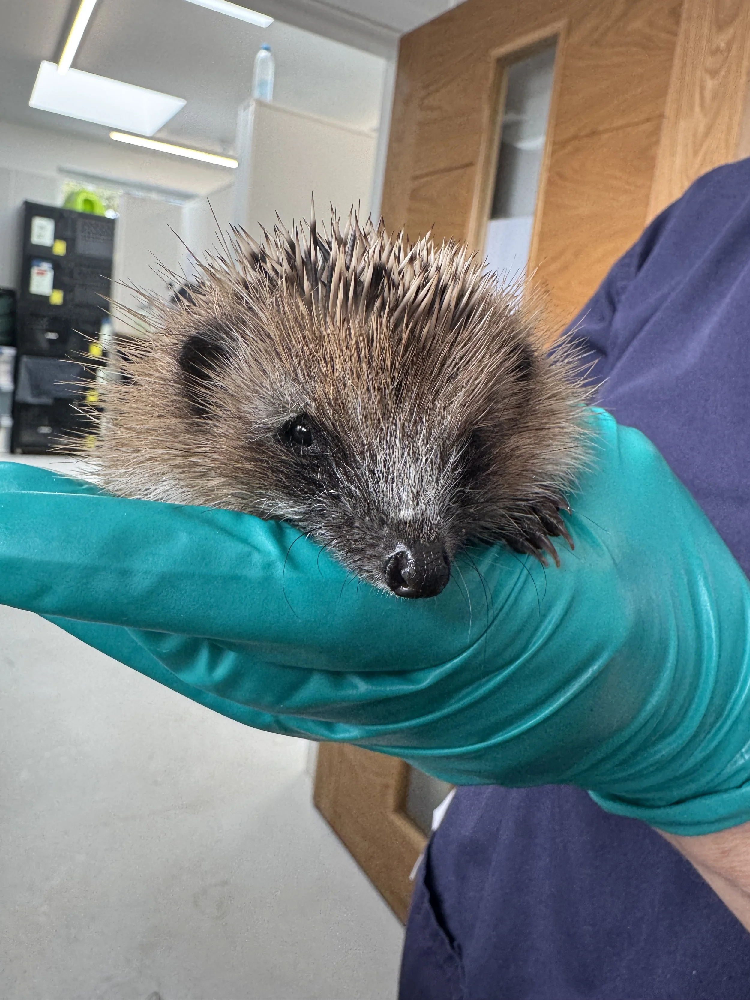 Hedgehog admissions to Prickles and Paws - August 2026 (3).jpeg