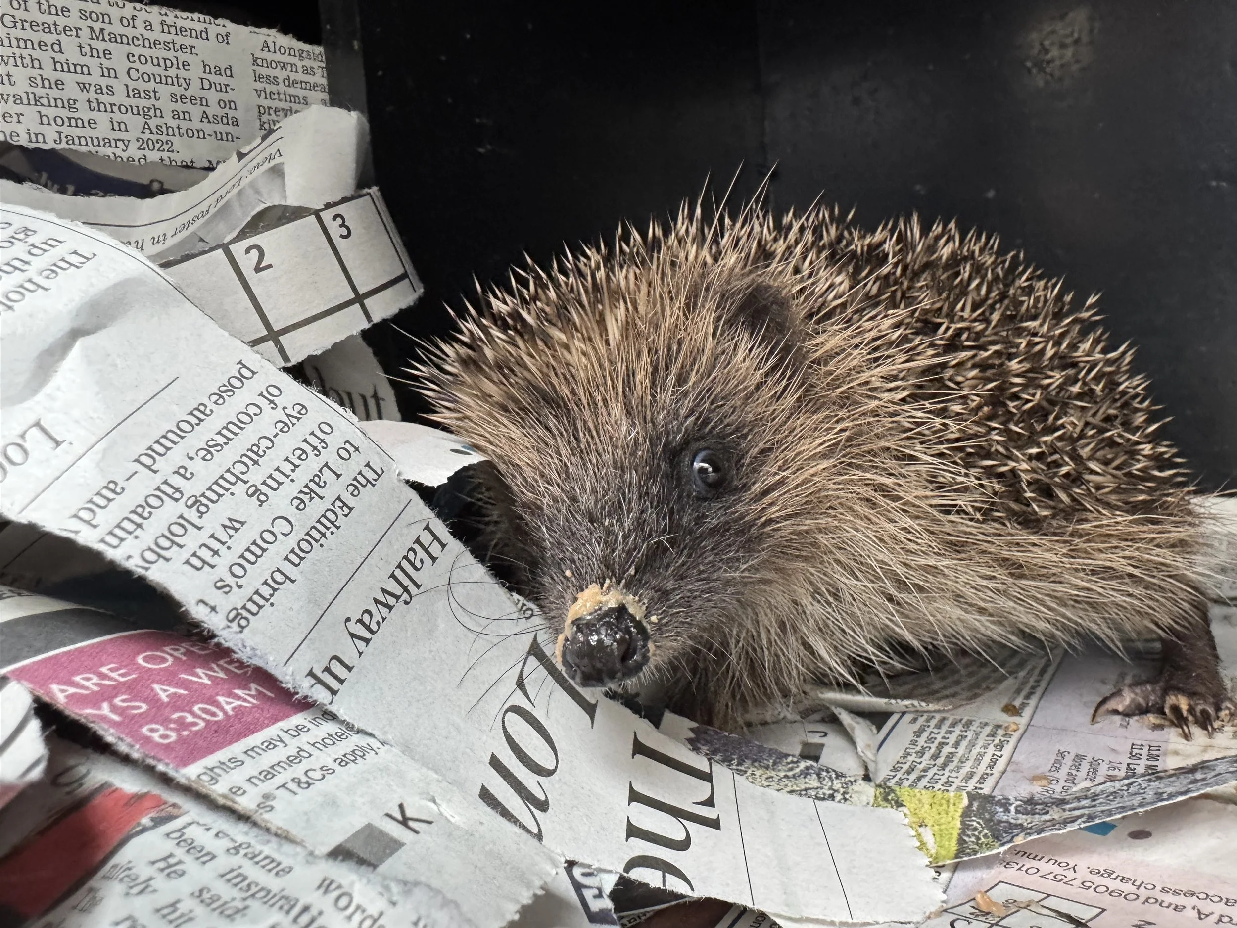 Hedgehog admissions to Prickles and Paws - August 2026 (4).jpeg